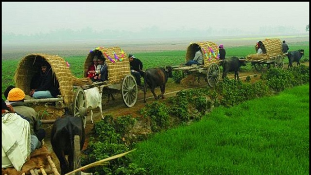  বিলুপ্তের পথে ঐতিহ্যবাহী গরুর গাড়ি